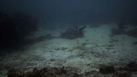 tiburón de arrecife de punta blanca nadando en los corales