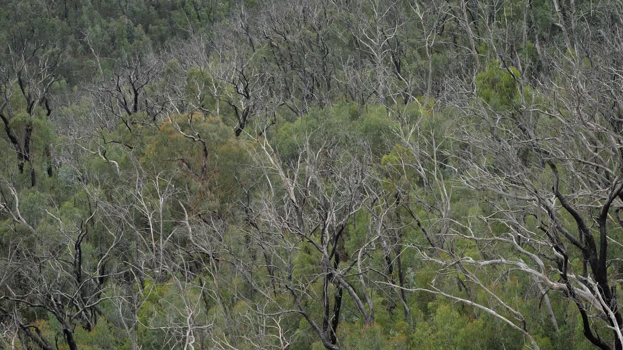 View of the forest from Black Perry Lookout, Kosciuszko National Park, Talbingo, New South Wales, Australia