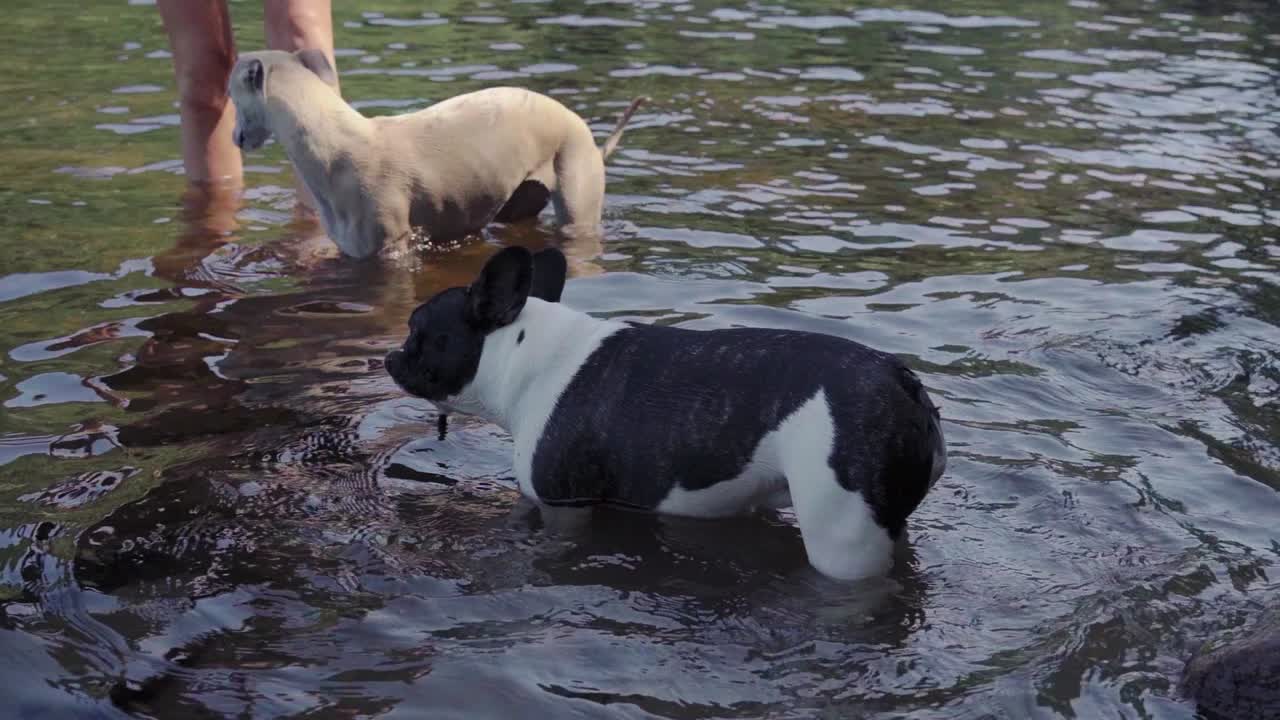 bulldog francés pierde palo mientras juega en el agua 1080p 4x cámara lenta