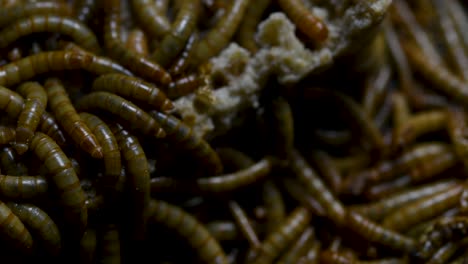 the mealworm is a species of darkling beetle used to feed pets like fish, snakes, birds, and frogs