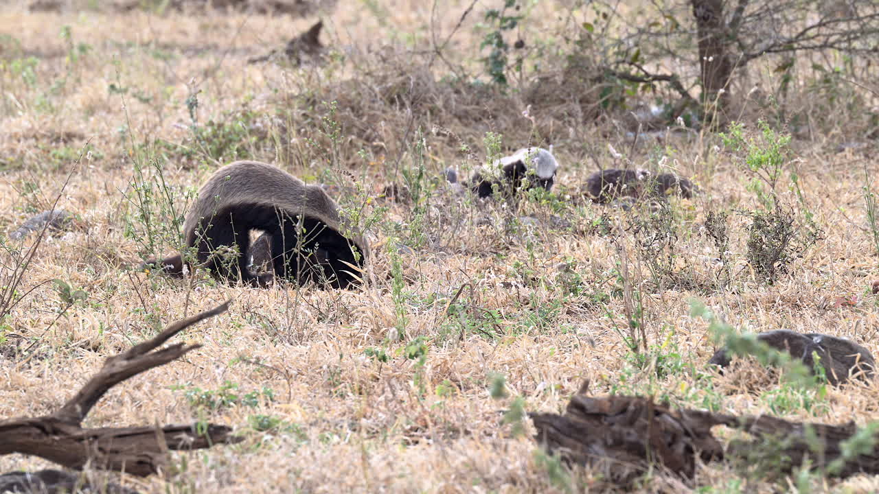 바위 밑에서 먹이를 찾는 벌꿀 오소리