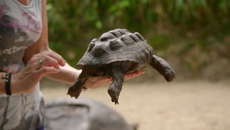 Video-Einer-Unglaublichen-Babyschildkröte-Auf-Einer-Menschlichen-Hand-Aus-Einem-Botanischen-Garten-In-Victoria-Auf-Der-Insel-Mahé-Auf-Den-Seychellen