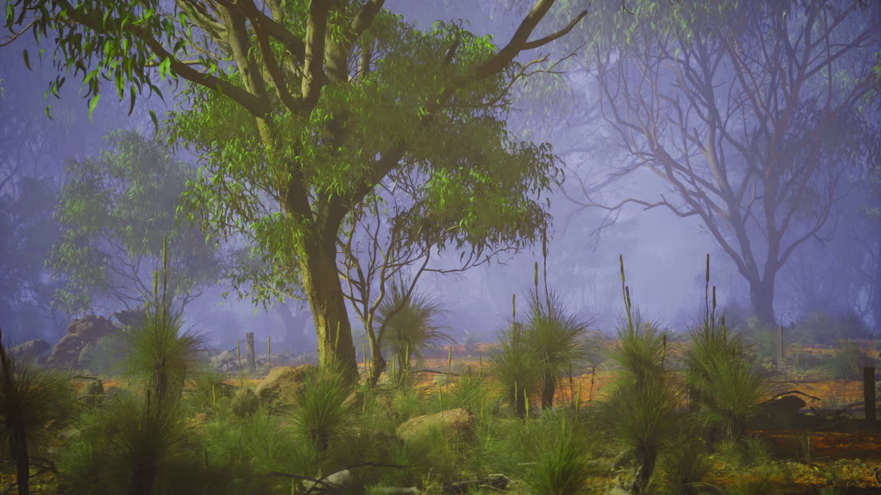 Lush green forest landscape with mist and foliage during early morning hours