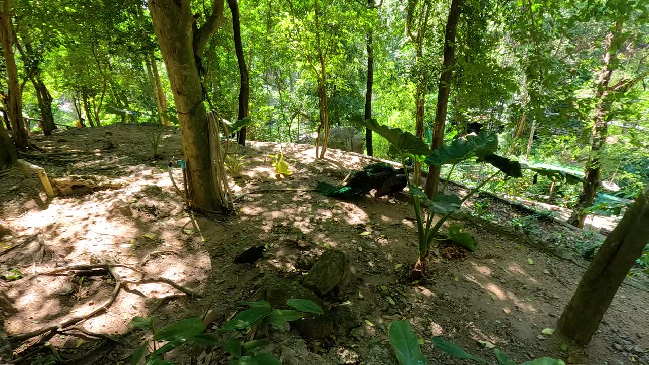 새들은 은 잎자루를 통해 빛이 필터링되는 푸른 조류집을 탐험하여 조용하고 자연스러운 분위기를 만니다.