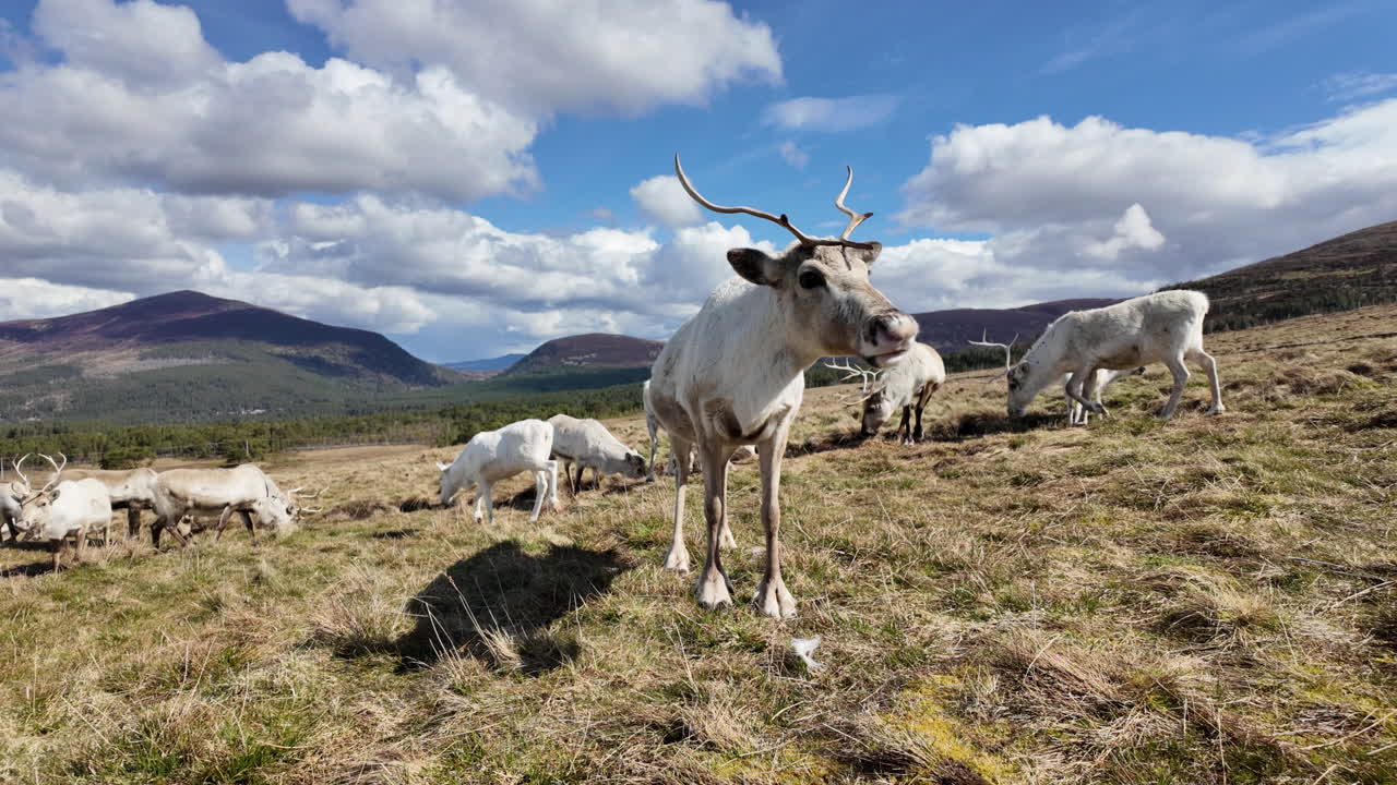 manada de renos blancos pastando en cairngorms, escocia con montañas y cielo azul en el fondo, toma amplia