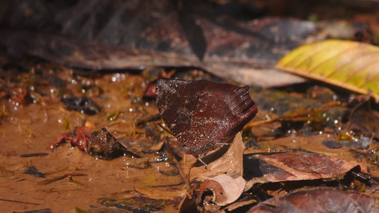 Nella foresta pluviale del Perù, una farfalla marrone si posa nell'acqua assorbendo nutrienti in silenzio, crogiolandosi al sole del mattino.