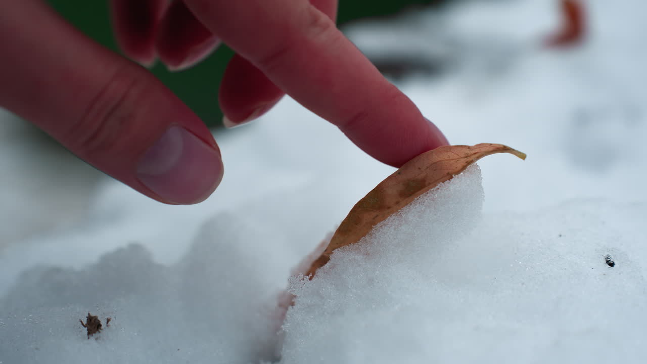 얼어붙은 얼음 위에 누워있는 건조한 잎을 부드럽게 만지는 사람의 손의 클로즈업, 이 장면은 인간 만지기, 자연, 그리고 추위 사이의 섬세한 대조를 포착합니다.