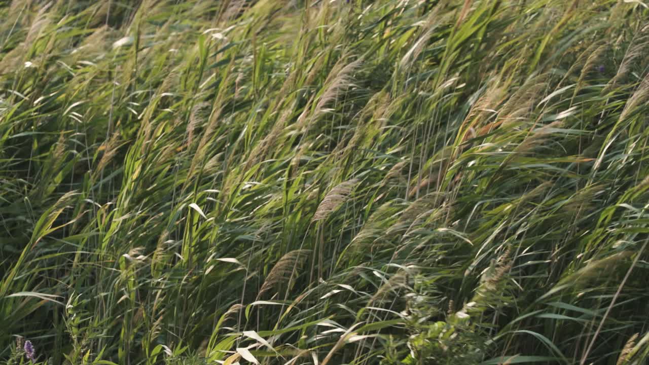 Tall grass by the lake at sunset blowing in the wind, slow motion