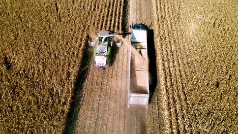 birds-view-of-farm-vehicles-gathering-corn-during-harvest-season