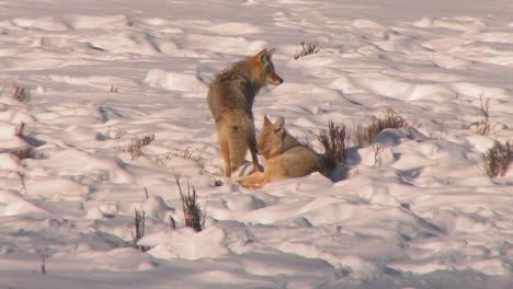 Füchse-Sitzen-Im-Tiefschnee