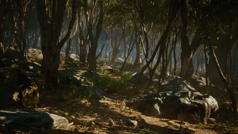creepy mystic magic deep forest
