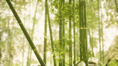 Asian-Bamboo-forest-with-sunlight