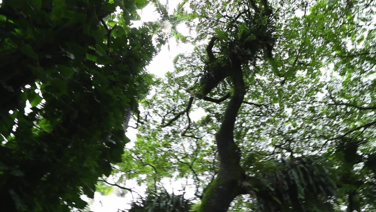 Trees in the Middle of a Forest