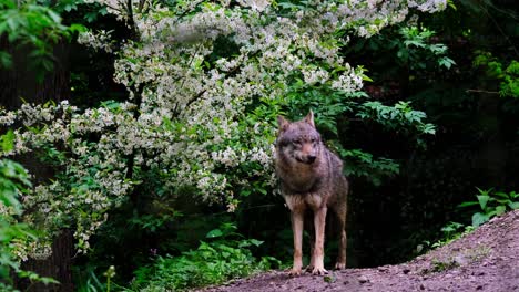 Isolated-tawny-eurasian-wolf-in-the-wild,-Canis-lupus-lupus-standing-in-the-middle-of-the-forest,-european-fauna