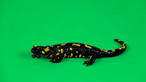 salamander on green screen