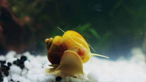 yellow snail in aquarium