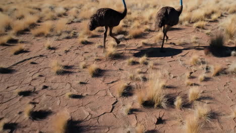 two emus in a dry, arid savanna landscape