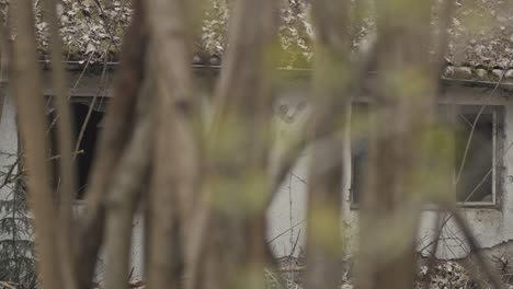 Peeking-through-trees-to-abandoned-house-through-trees,-slow-pan