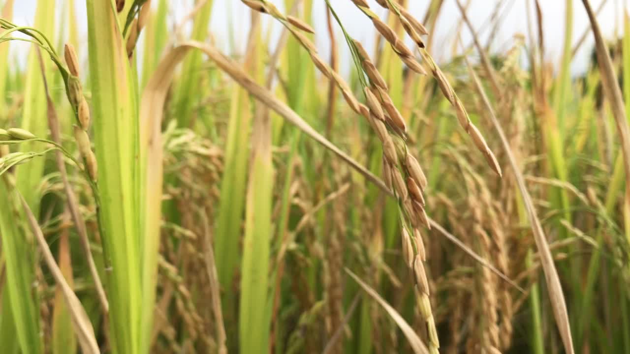 Growing rice slow zoom video