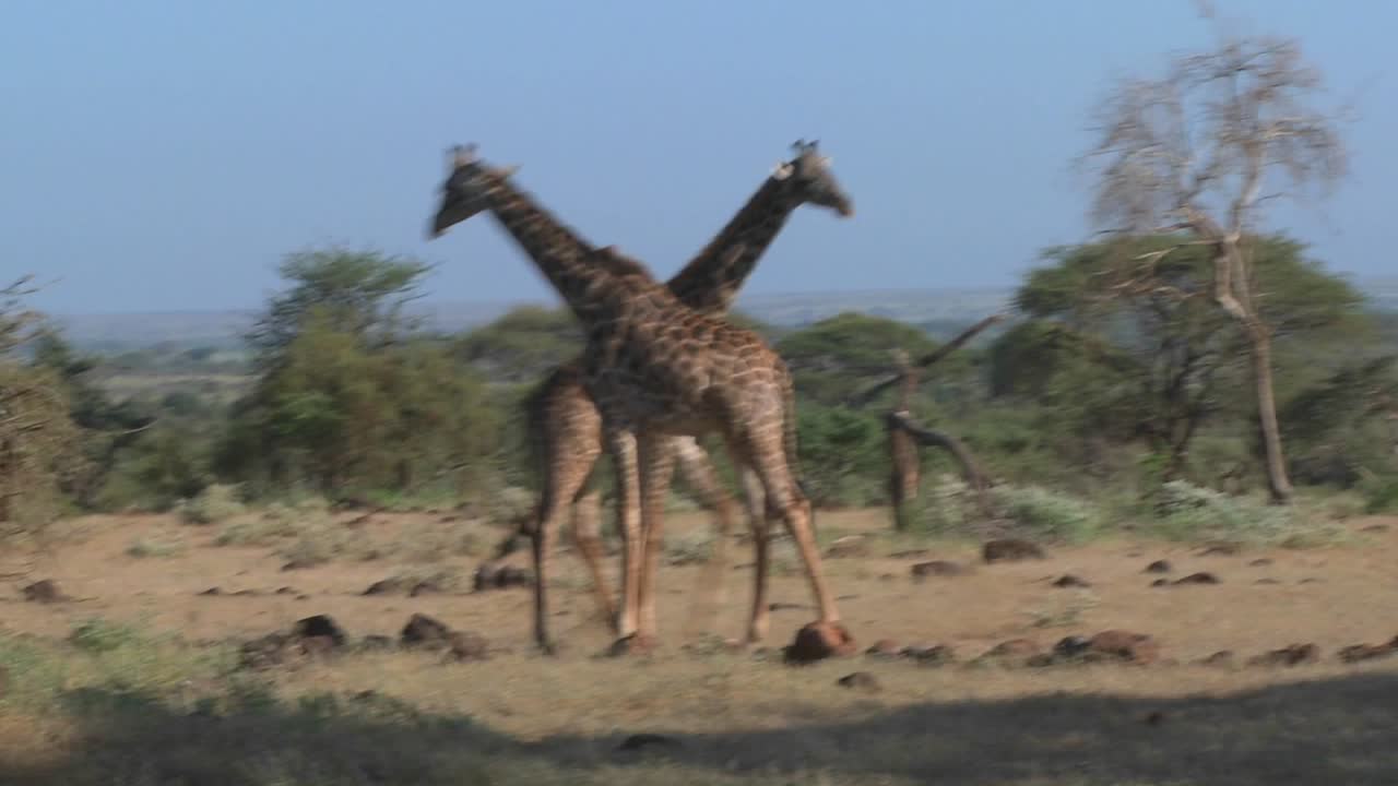 기린은 짝짓기 행동 3의 전시에서 몸싸움과 싸움