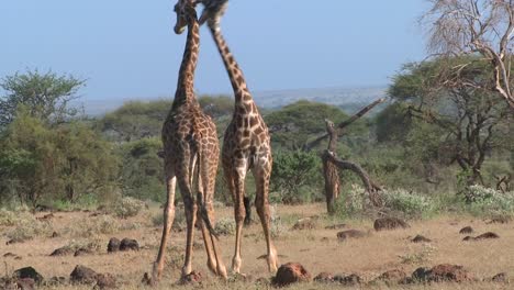 giraffe 象群在交配過程中進行衝突和鬥爭 3