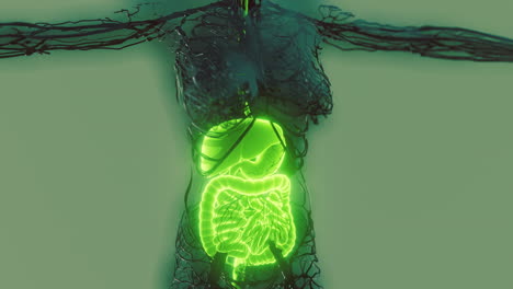 Cuerpo-Humano-Transparente-Con-Sistema-Digestivo-Visible