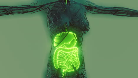 transparent human body with visible digestive system