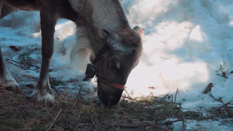 Ein-Rentier,-Das-Moos-Und-Zweige-Vom-Boden-Frisst