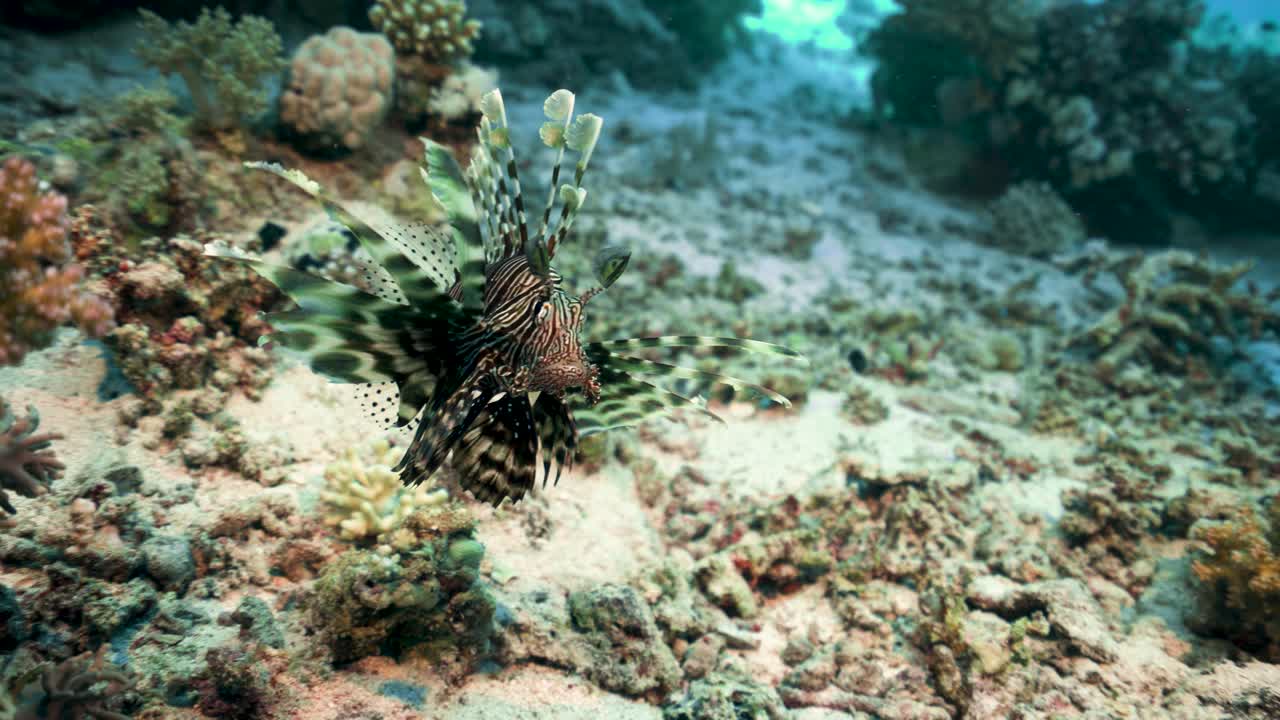 lionfish pterois volitans - 수중 산호초에 붉은 lionfish - 수중 촬영