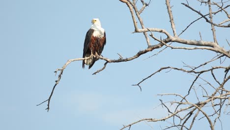 wide shot of an african fish eagle perched in a tree with blue sky in the background, khwai botswana