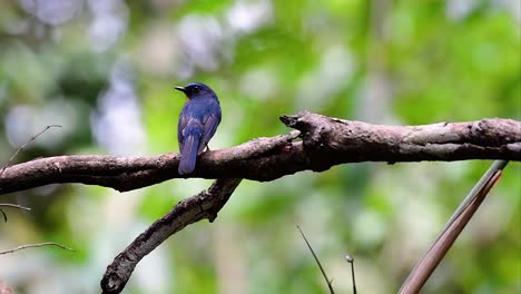 Der-Hügelblaue-Fliegenschnäpper-Kommt-In-Höhenlagen-Vor,-Er-Hat-Blaue-Federn-Und-Eine-Orangefarbene-Brust-Für-Das-Männchen,-Während-Das-Weibchen-Blass-Zimtbraun-Ist-Und-Auch-Eine-Orangefarbene-Brust-Hat