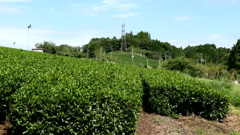 large tea farm