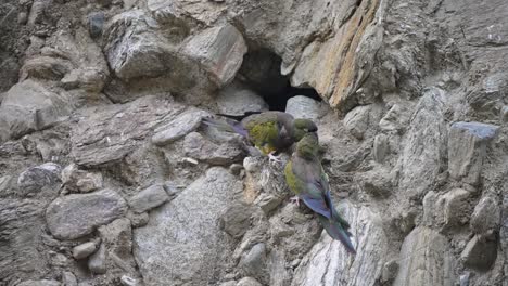 Pair-of-burrowing-parrots-stand-side-by-side-on-rocky-ground-cleaning-each-other