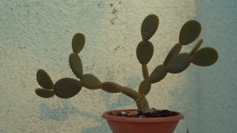 Un-Primer-Plano-De-Un-Cactus-Verde-Frente-A-Una-Pared-Blanca,-Con-Una-Luz-Solar-En-Movimiento-Y-Una-Sombra-En-El-Fondo,-Movimiento-Rápido,-Video-De-4k