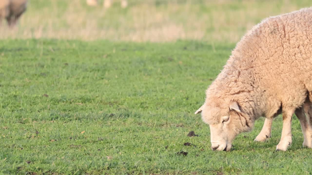울창 한 초록 잔디 에 함께 먹이 를 먹는 양 들