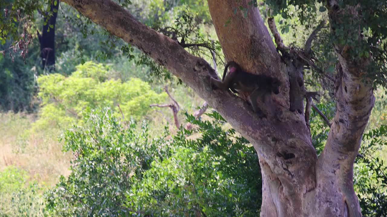 Chacma Baboon coming down and jump out of tree on another branch in Kruger National Park, medium wide shot