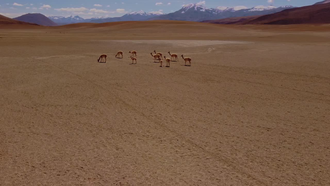 A small group of vicunas calmly moves across the wide plains of the Atacama Desert, captured by drone. Snow-covered Andes mountains and a volcanic backdrop add depth to the scene.