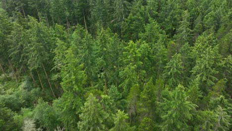 Top-down-aerial-shot-of-a-lush-forest-on-Whidbey-Island