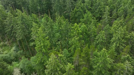 toma aérea de arriba hacia abajo de un bosque exuberante en la isla whidbey