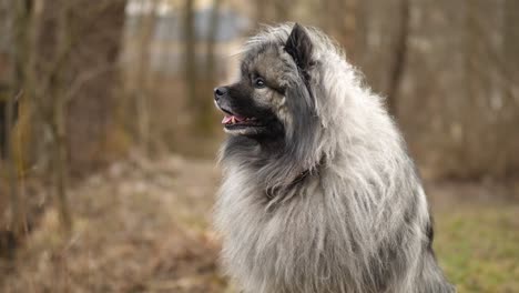 the wind blows a fluffy dog ​​through the fur