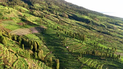 vista aérea de un campo agrícola tropical verde en la ladera de la colina