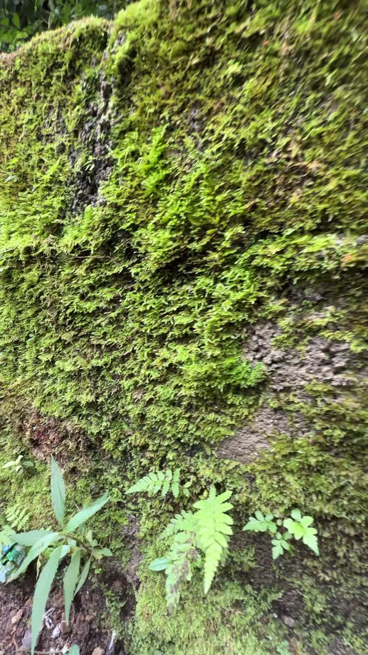 Primo piano di muschio verde lussureggiante che copre un muro di pietra.