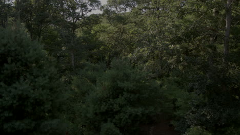 slow-pull-away-from-a-closeup-of-trees-in-Cape-Cod