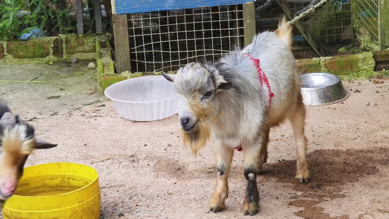 dos cabras pequeñas en un corral