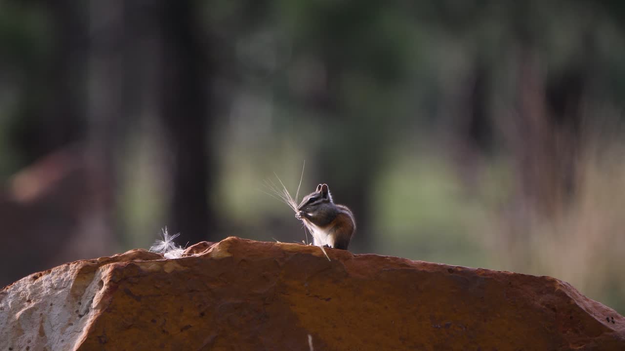 ardilla masticando un hilo de hierba a la luz dorada de las puestas de sol