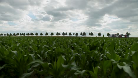 Riesiges-Maisfeld-Unter-Einem-Bewölkten-Himmel-Mit-Einer-Reihe-Von-Bäumen-Und-Entfernten-Landwirtschaftlichen-Maschinen