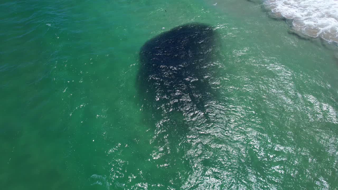 波が打ち寄せ鳥が飛び交う海中、魚の大群（ベイトボール）。オーストラリア、NSW州バイロンベイ。空撮プルバック、チルトアップショット