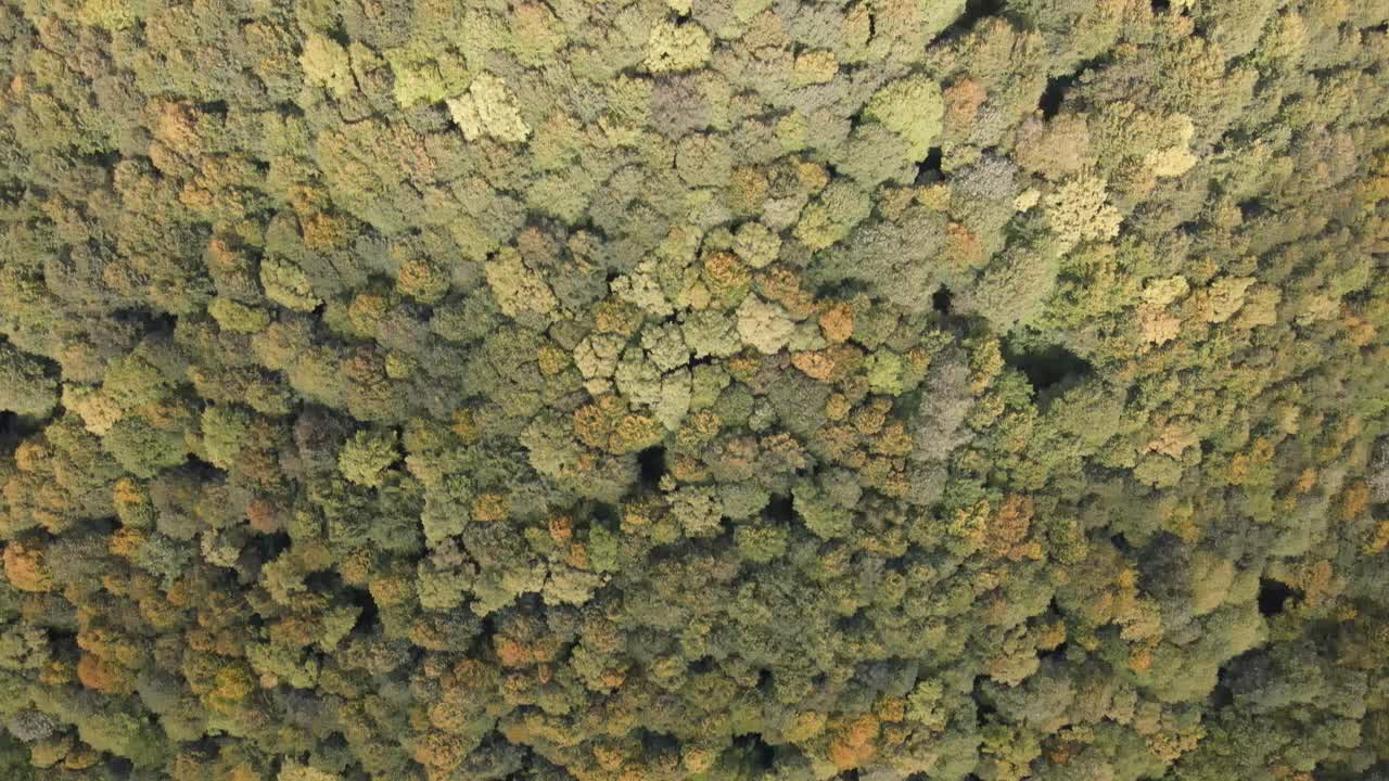 bosque naturaleza drone aéreo 2