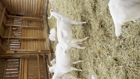 herd of white dairy goats in stable - vertical shot