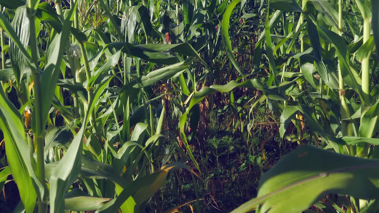 pov caminando por un campo de maíz verde brillante, producción de alimentos agrícolas